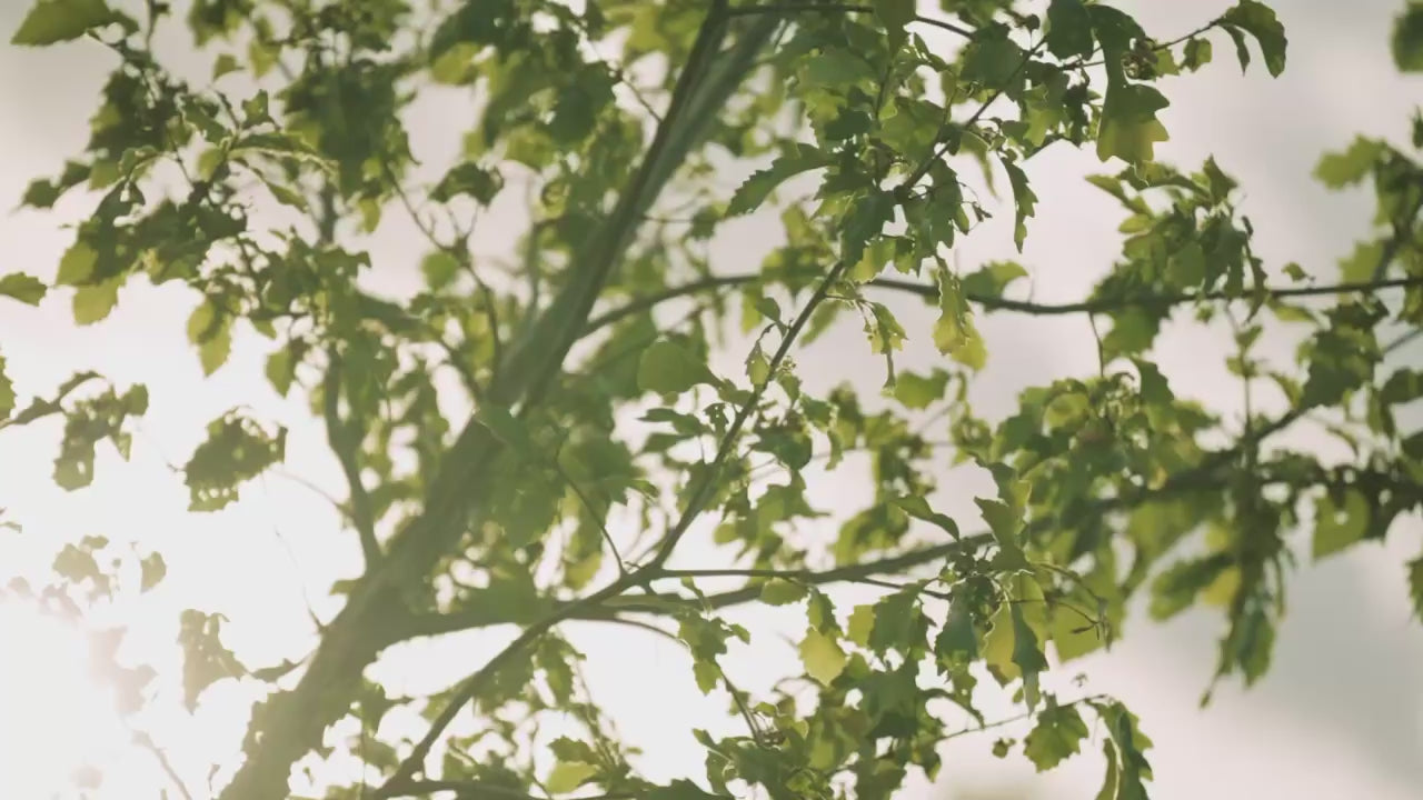 Load video: Cam &amp; Coop promo Video